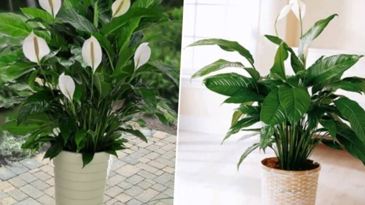Tips For Growing Beautiful House Plants Even If You’re A Beginner