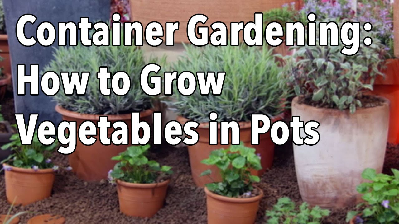 Container Gardening – Top Tips for Success