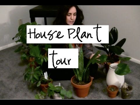 House plants tour easy indoor plants to purify the air
