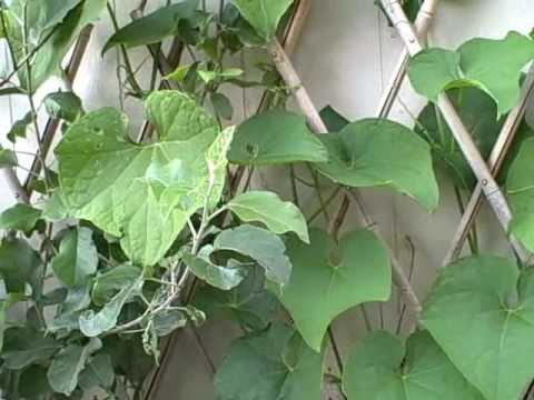 How to grow Chayote Squash Vines