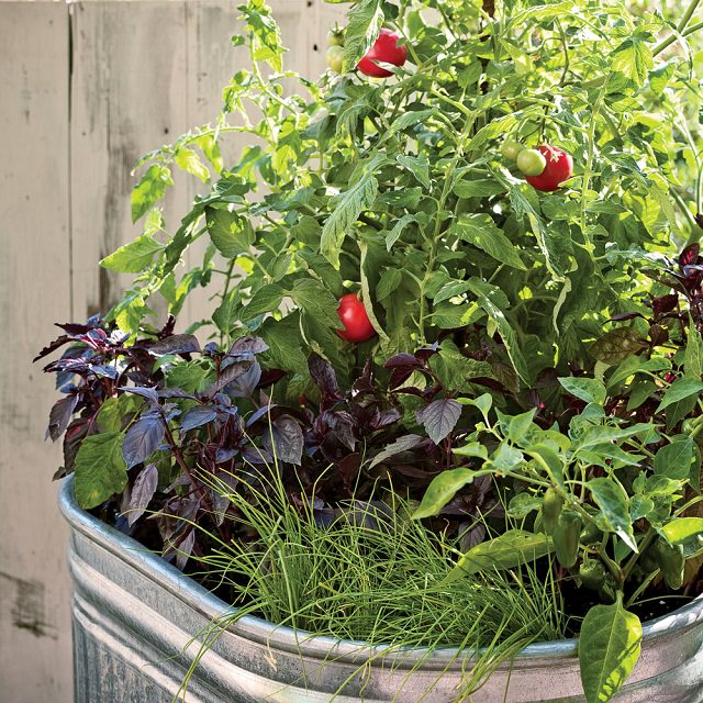 The Importance of Vegetable Container Gardening Ideas