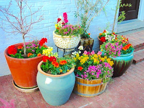 An Overview To Container Gardening Concepts