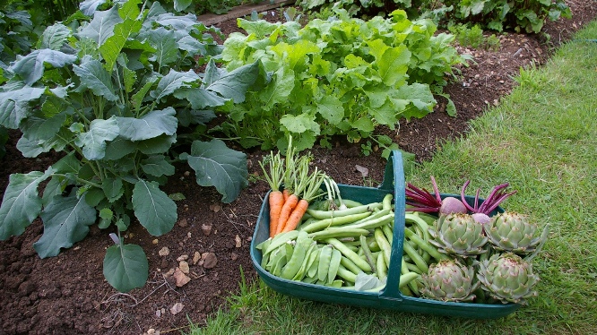 Vegetable Garden Tips Options