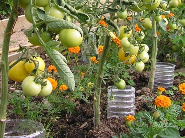 Backyard Vegetable Gardening Ideas – The Best For Beginners