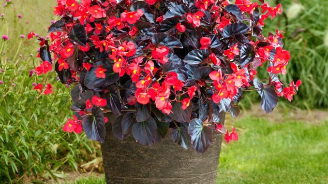 large container gardening