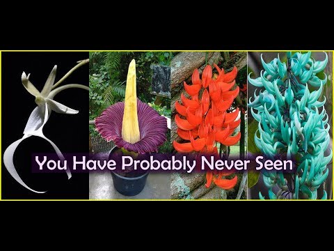 A Guide To Rare Flowers