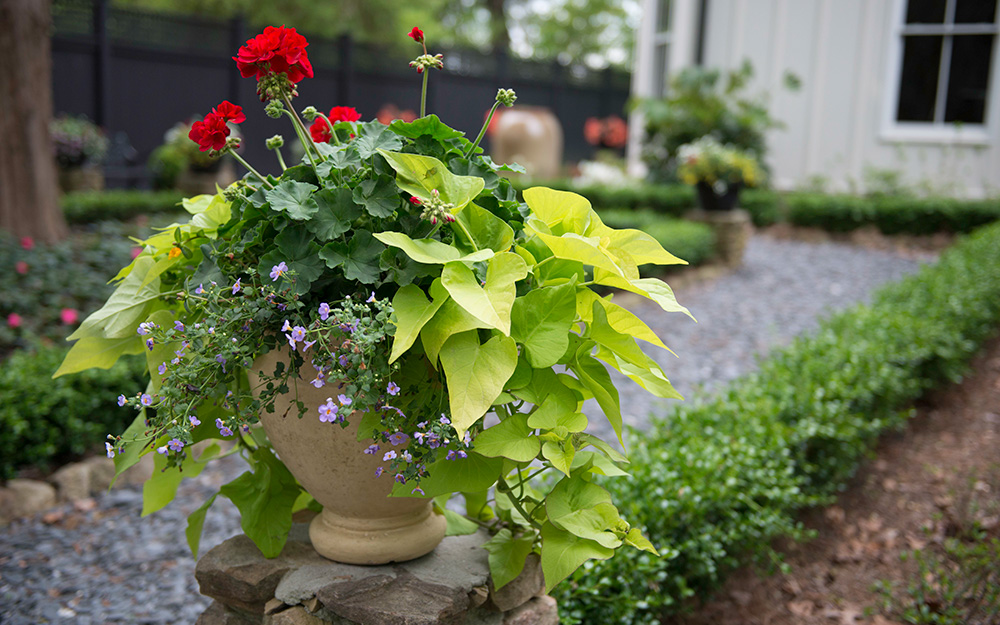 Ideas For Large Container Gardening