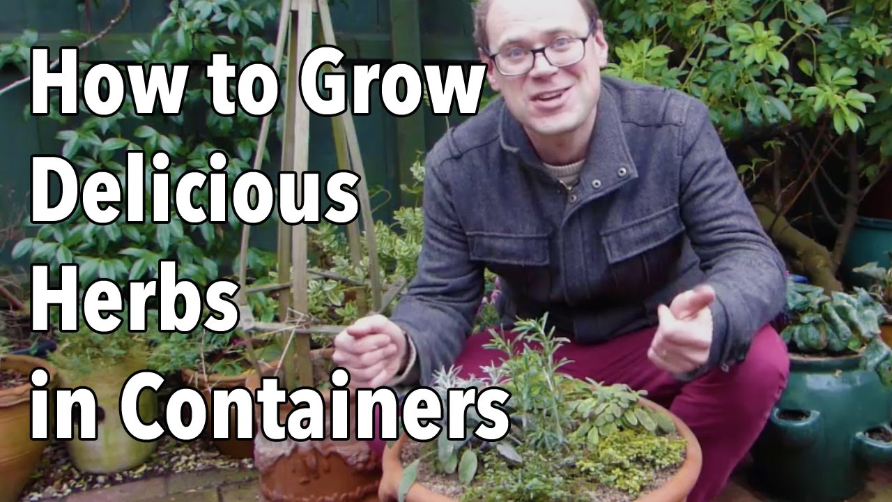Herb Container Gardening Ideas