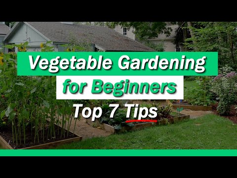 Beginner Vegetable Gardening Ideas