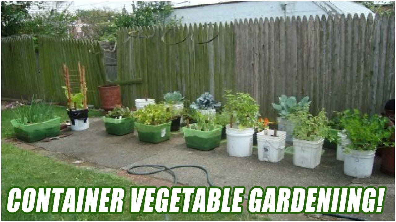 Vegetable Container Gardening Ideas 3 Top Tips For Stunning Container