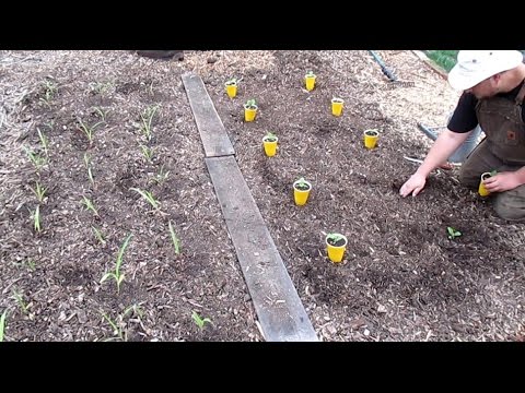 In Ground Vegetable Gardening Ideas
