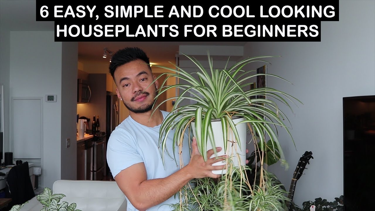 Easy House Plants That You Should Consider