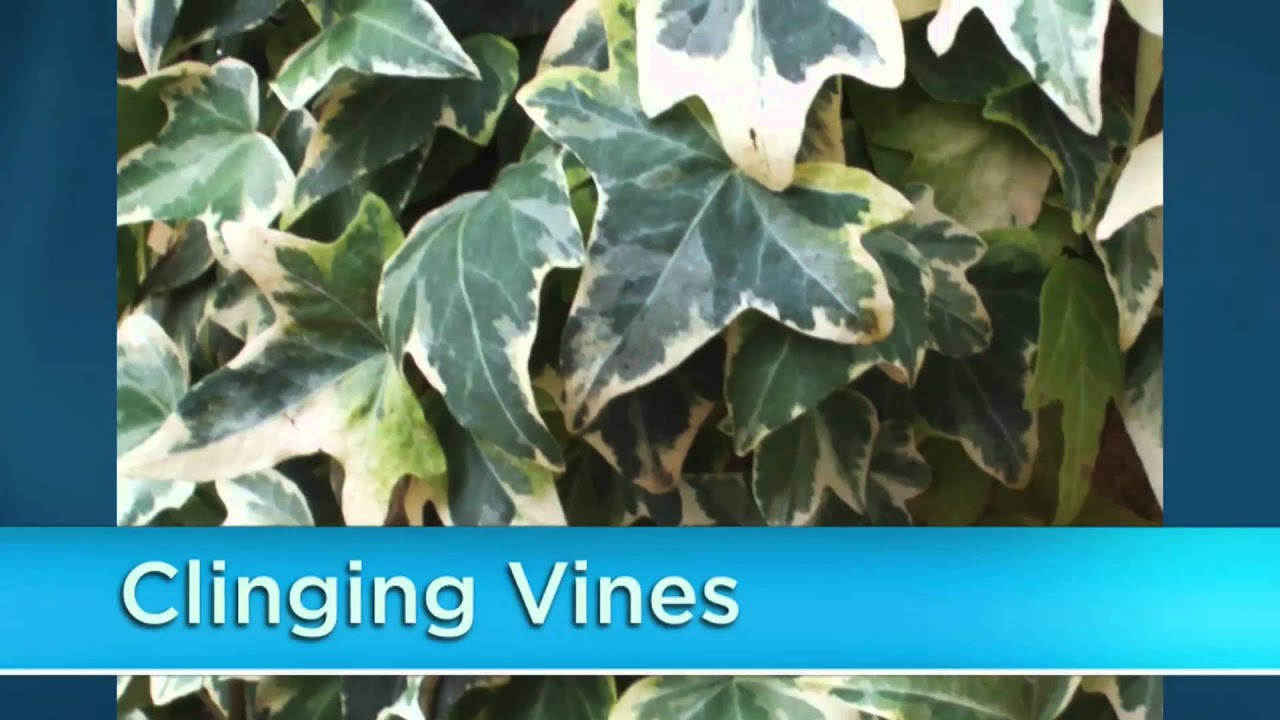 Using Garden Vines to Enhance Your Garden
