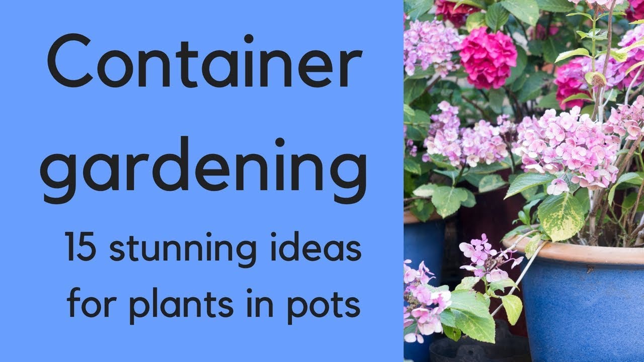 Beginner Container Gardening Ideas