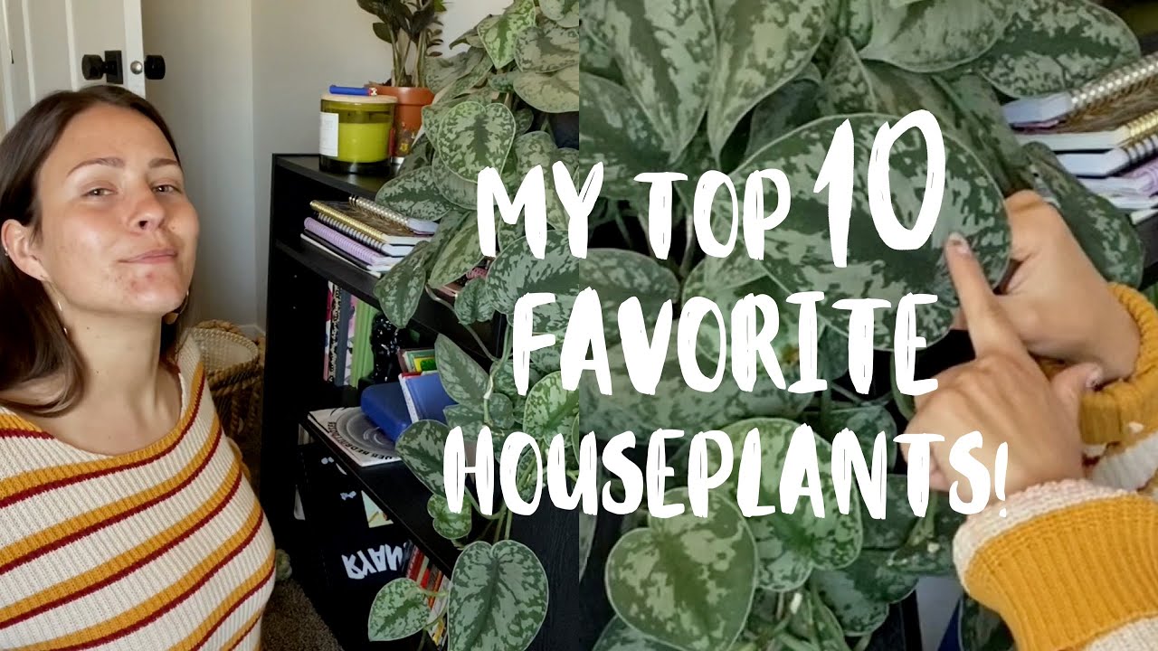 Choose the Best House Plants For Your Home