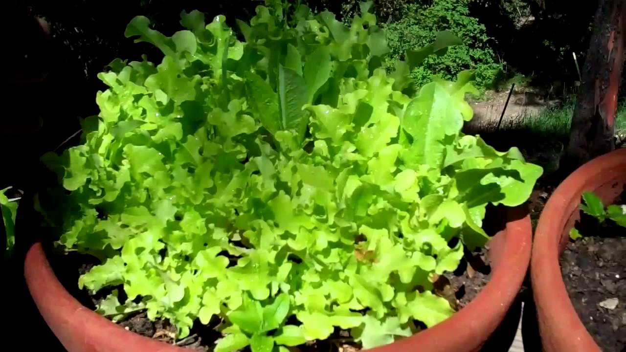 Container Gardening Ideas For Those With Small Gardens