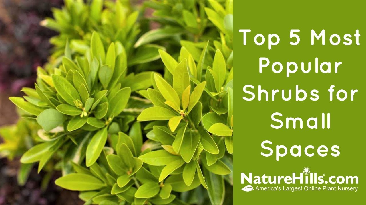 Easy Garden Shrubs – 3 Easy Plants That Grow Well Indoors and Outdoors