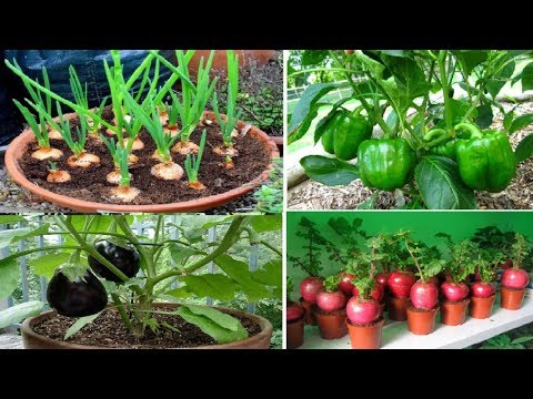 Easy Vegetable Gardening Ideas for Busy People
