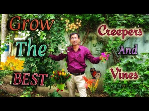 Garden Vines: How They Affect Your Garden