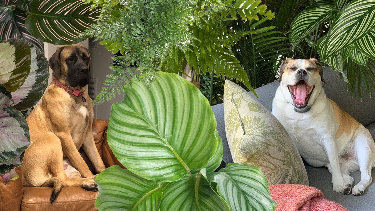 House Plants Safe For Cats?