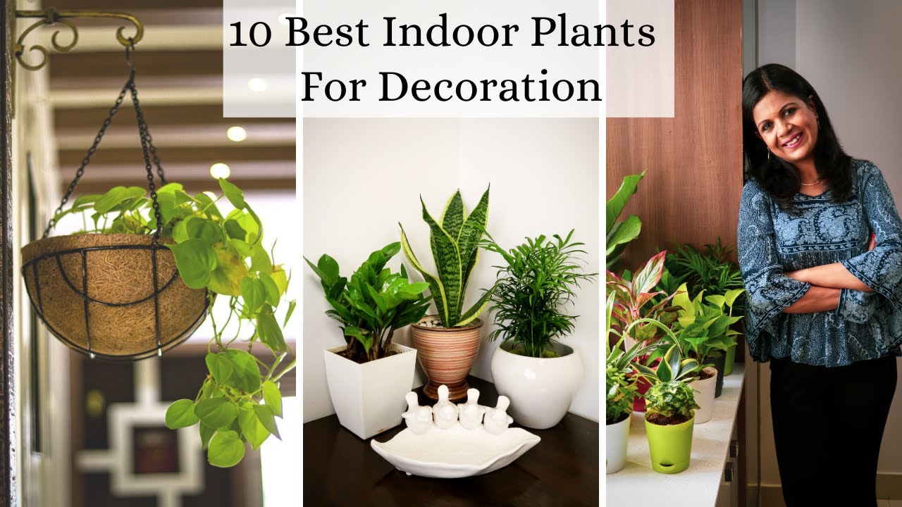 How to Choose the Best House Plant