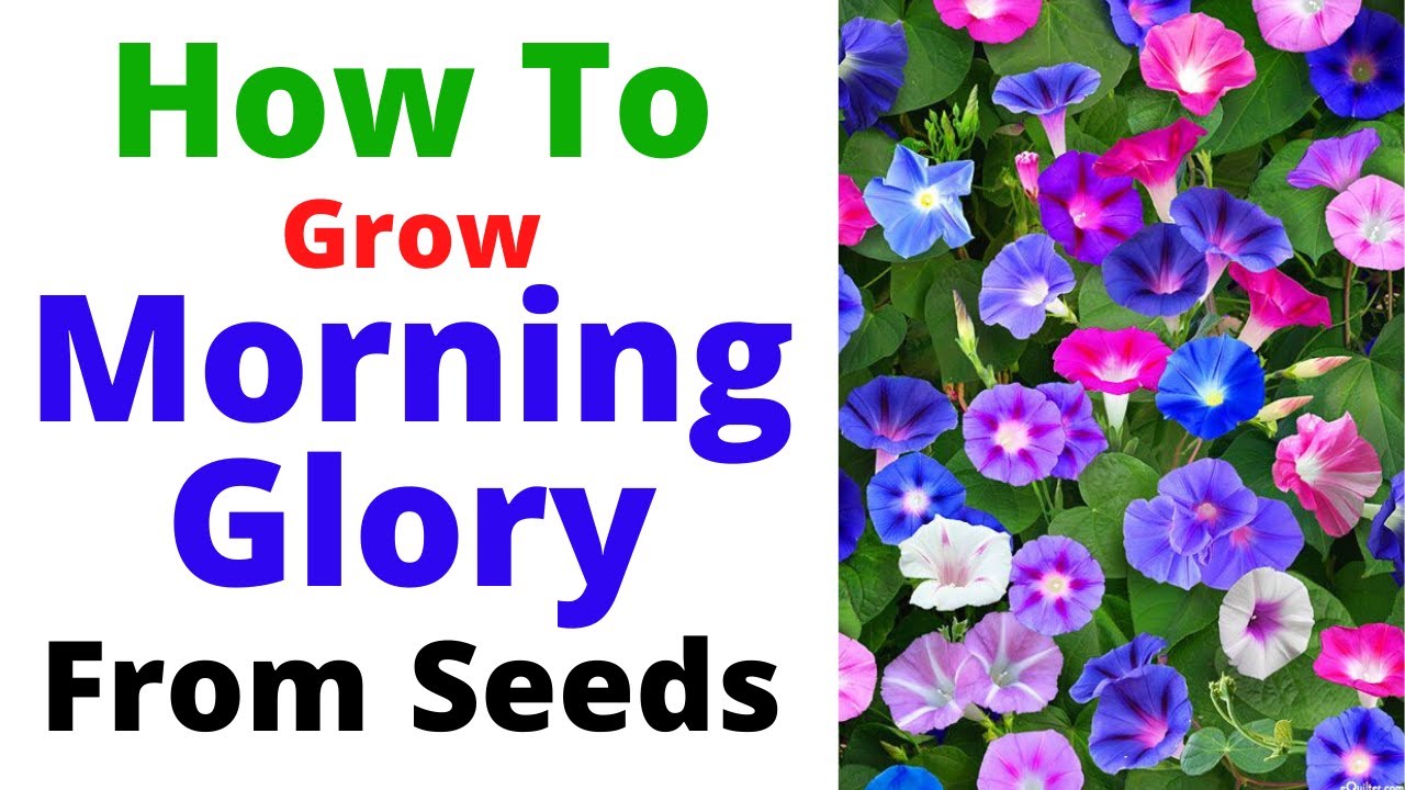 How to Grow Garden Vines With Morning Glory Roses