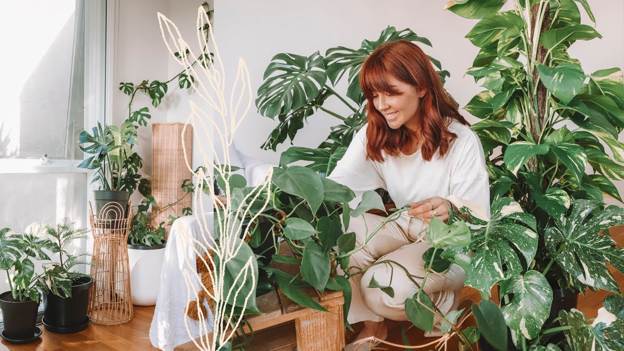 How to Take Care of Your House Plants