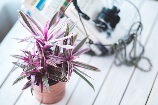 How to Grow House Plants Indoors
