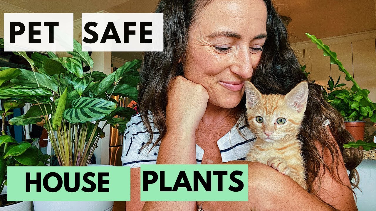 Is House Plants Safe For Cats?