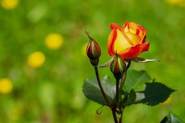 Three Popular Varieties Of Rose Flowers
