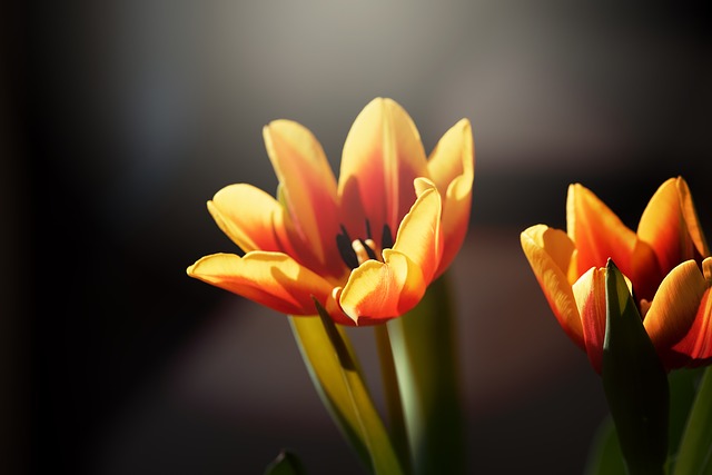 Tips For Beautiful Flowers Photography