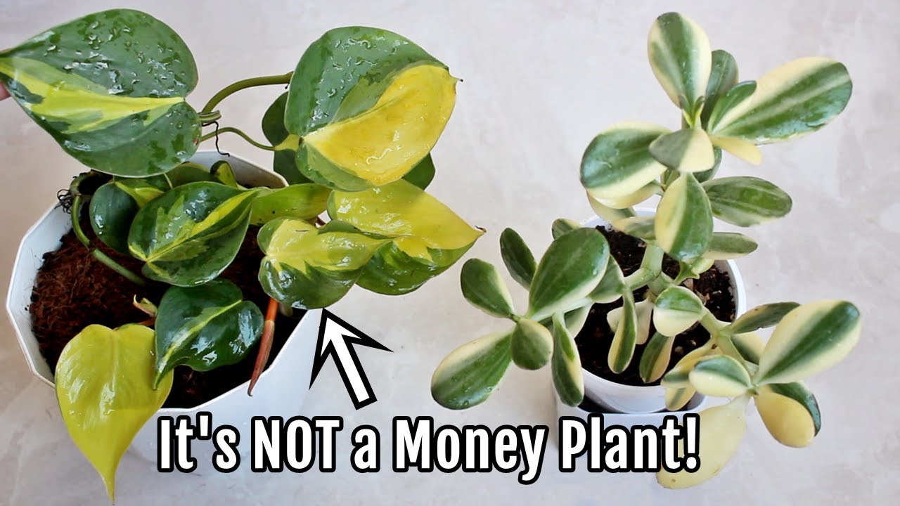 Unique House Plants – How To Find The Perfect Plants For Your Home