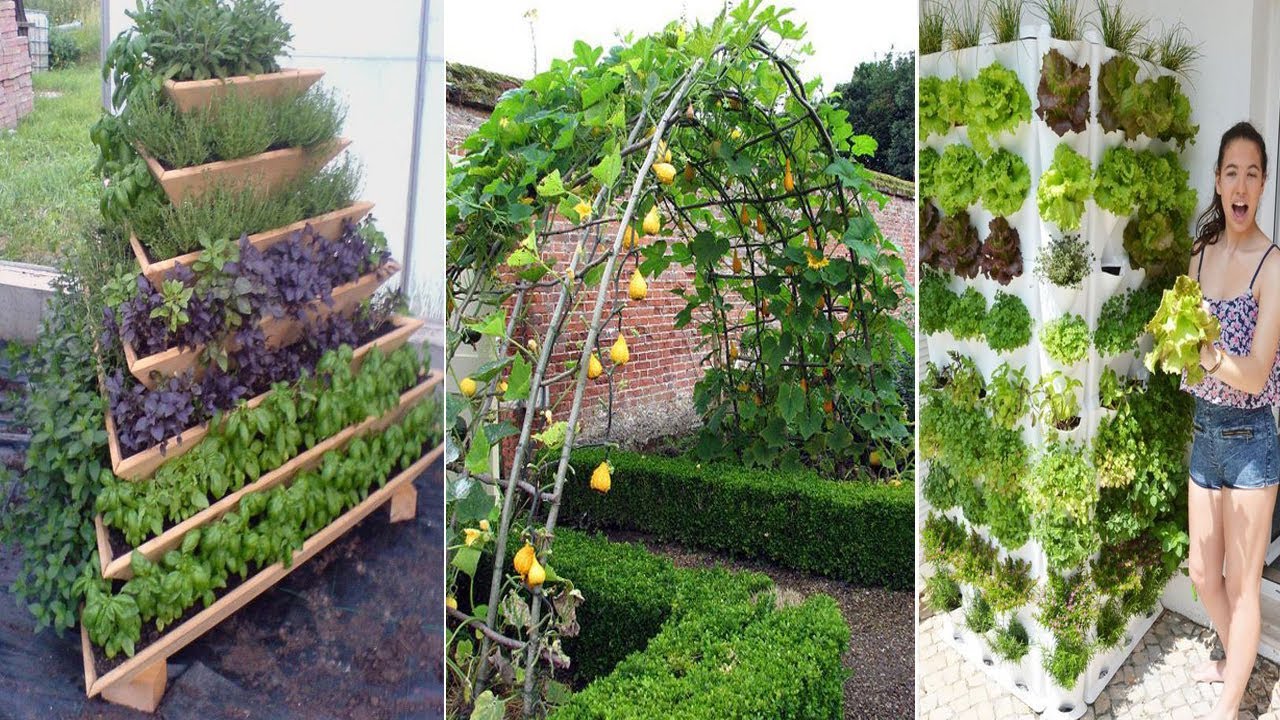 Backyard Vegetable Gardening Ideas