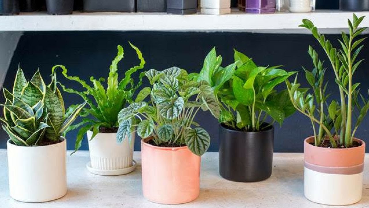 Caring For Hard To Kill House Plants