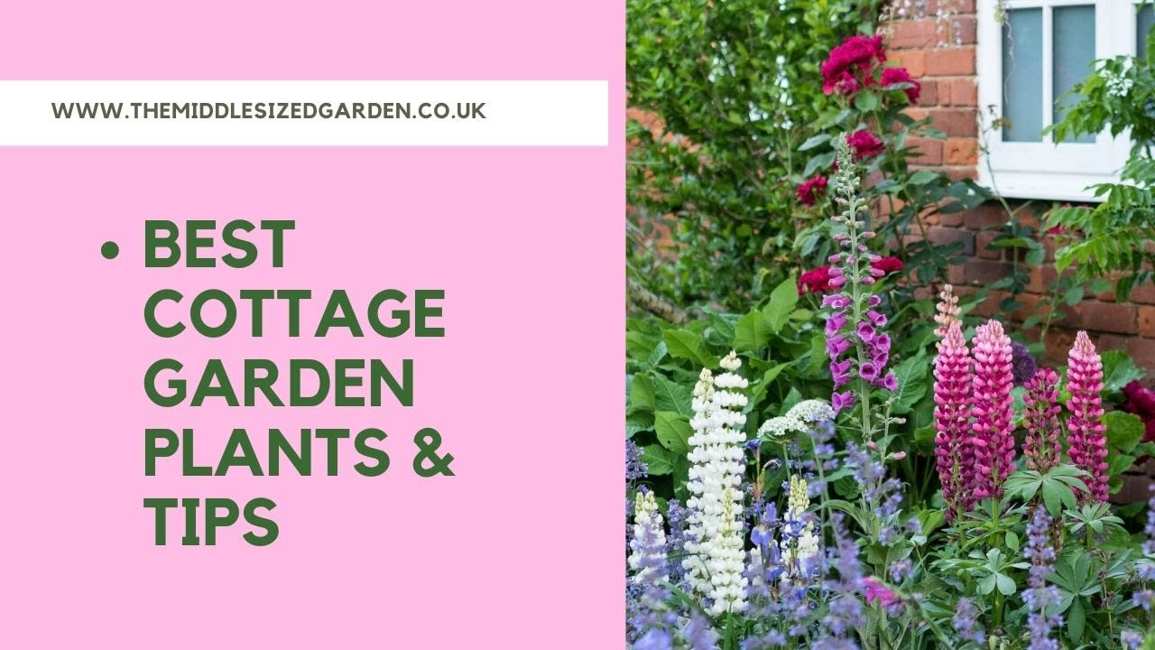 Cottage Garden Shrubs for Beginners