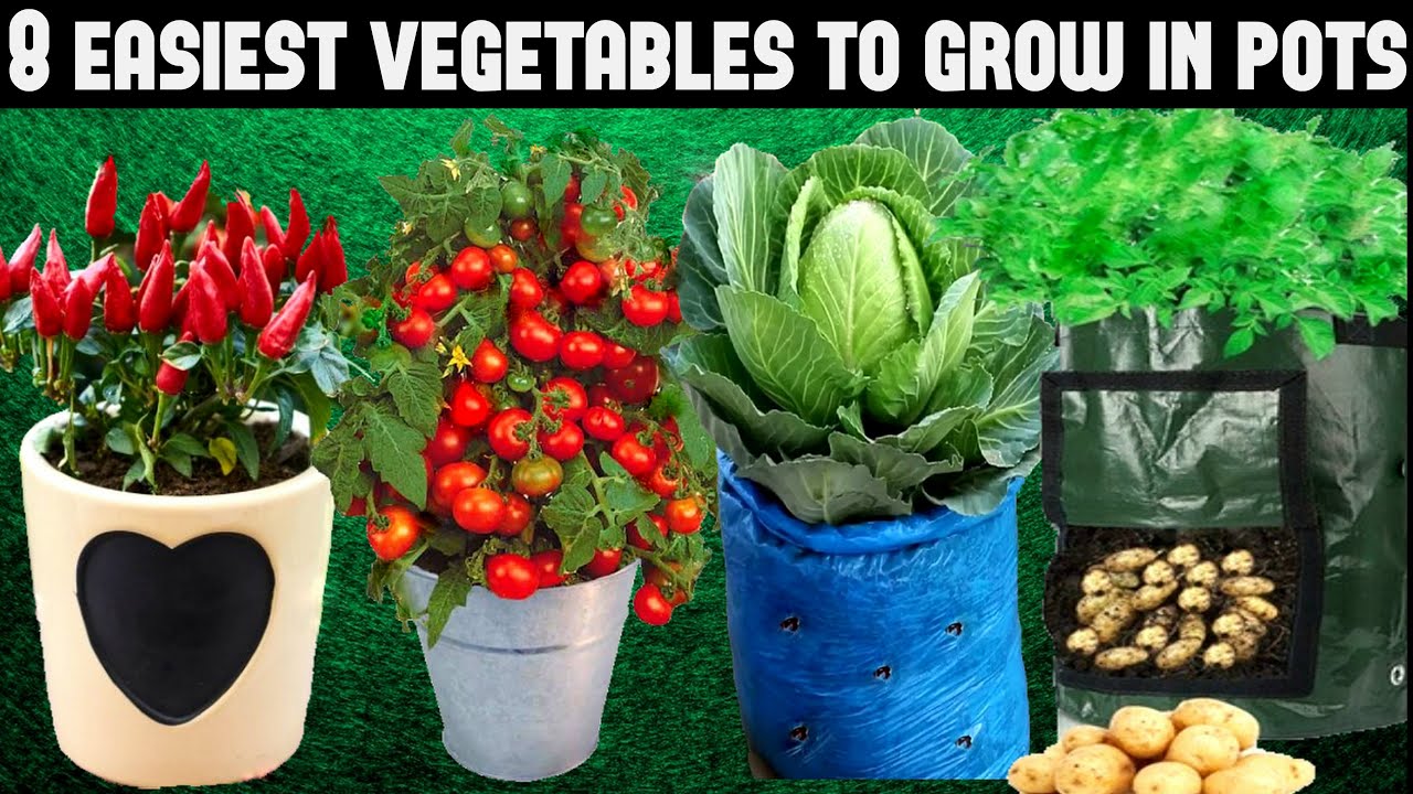 Easy Vegetable Gardening Ideas
