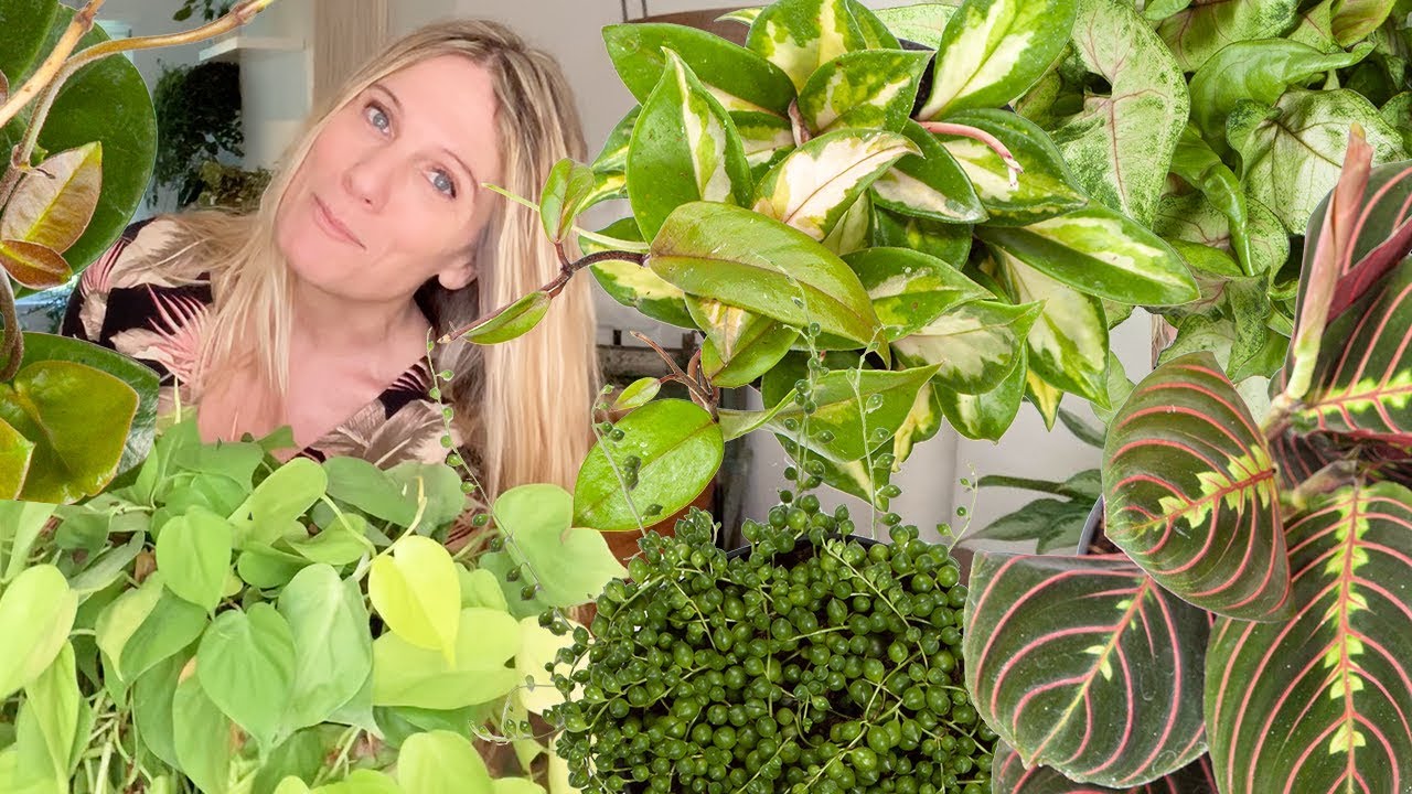 Hanging House Plants to Improve Indoor Air Quality