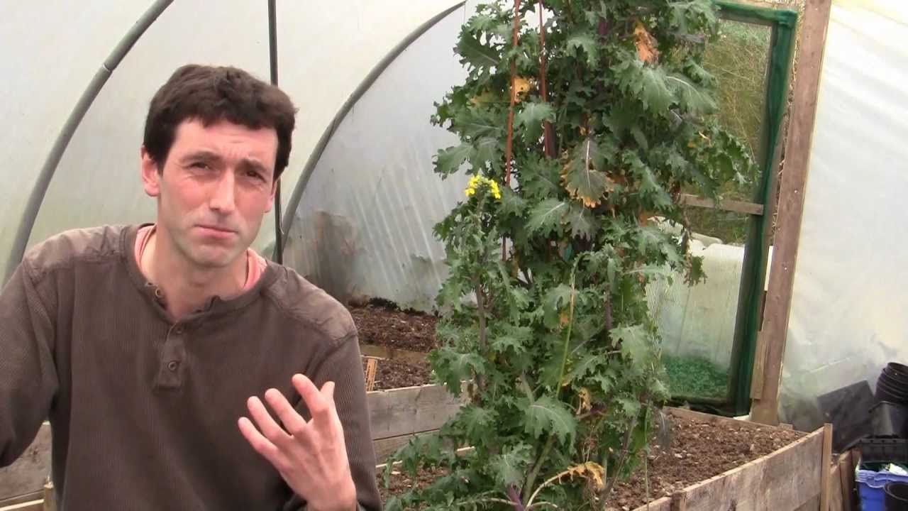 Large Vegetable Gardening Ideas
