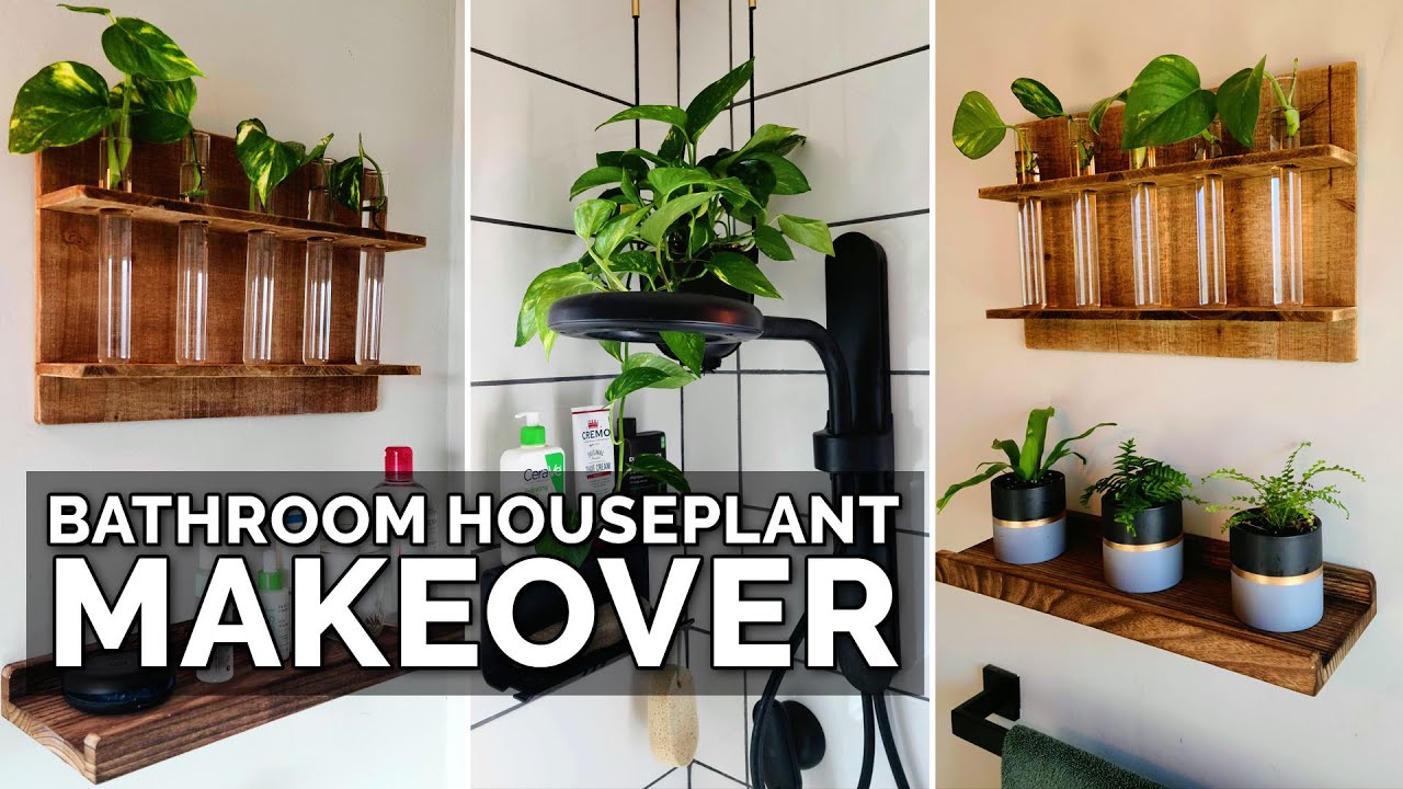 What Types of House Plants Should You Use in Your Bathroom?