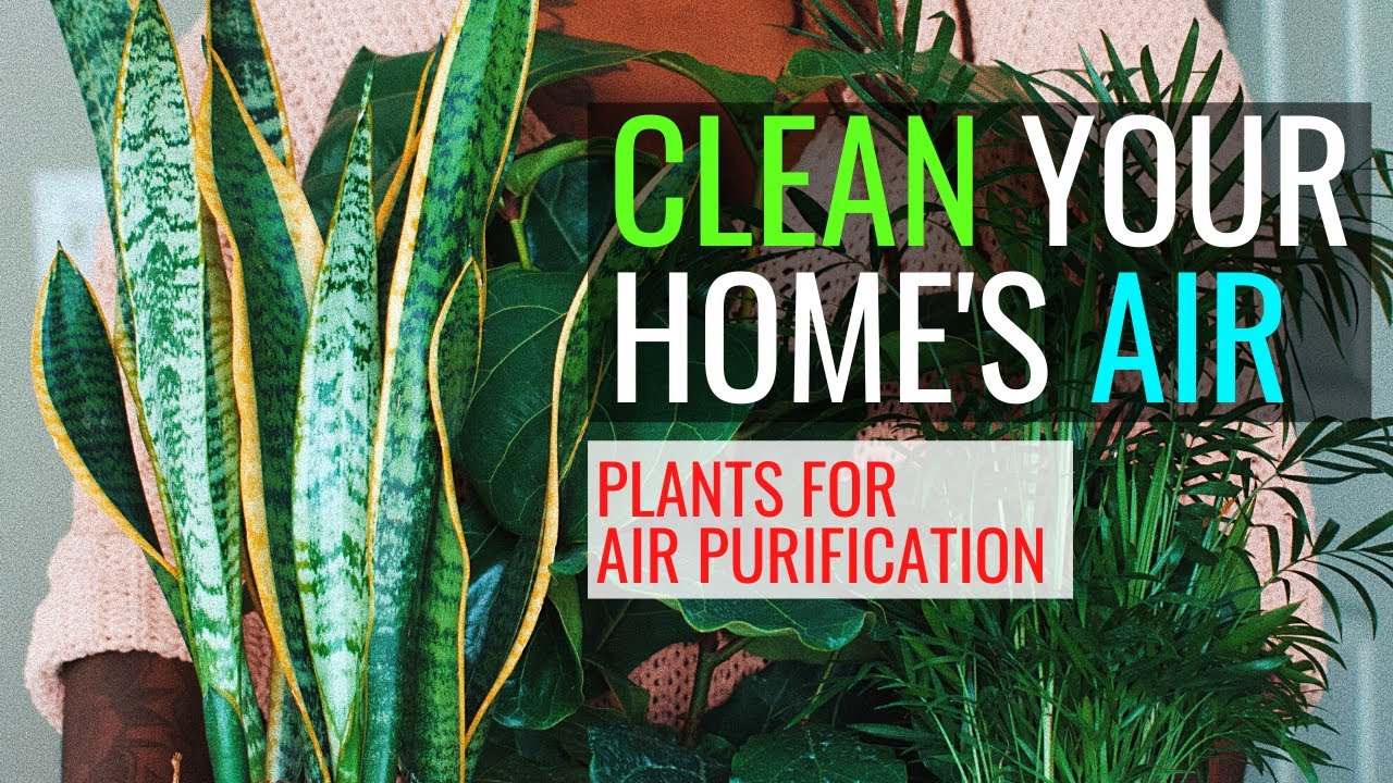 Why House Plants Is a Great Addition to Your Home and Garden