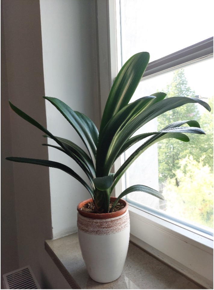 Repotting indoor plants