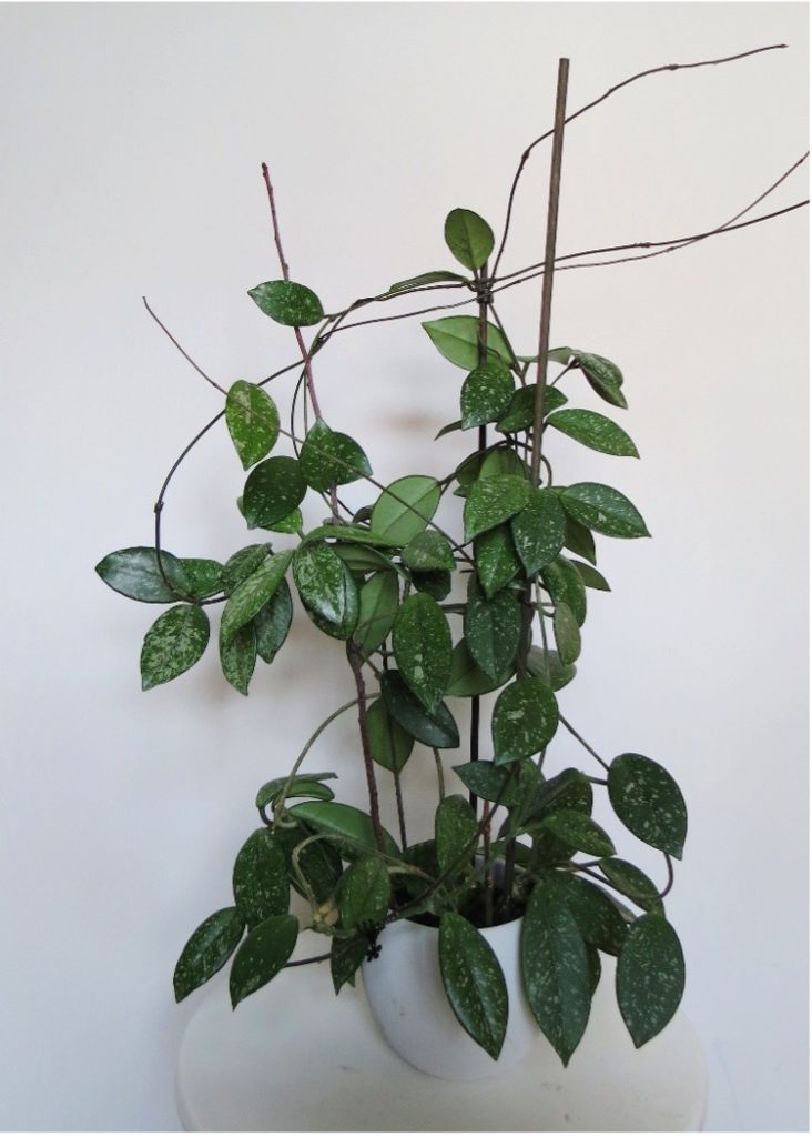 Easy indoor plant