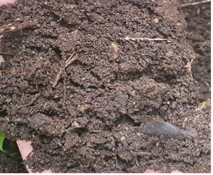 Clay soil retains moisture and is rich in nutrients 