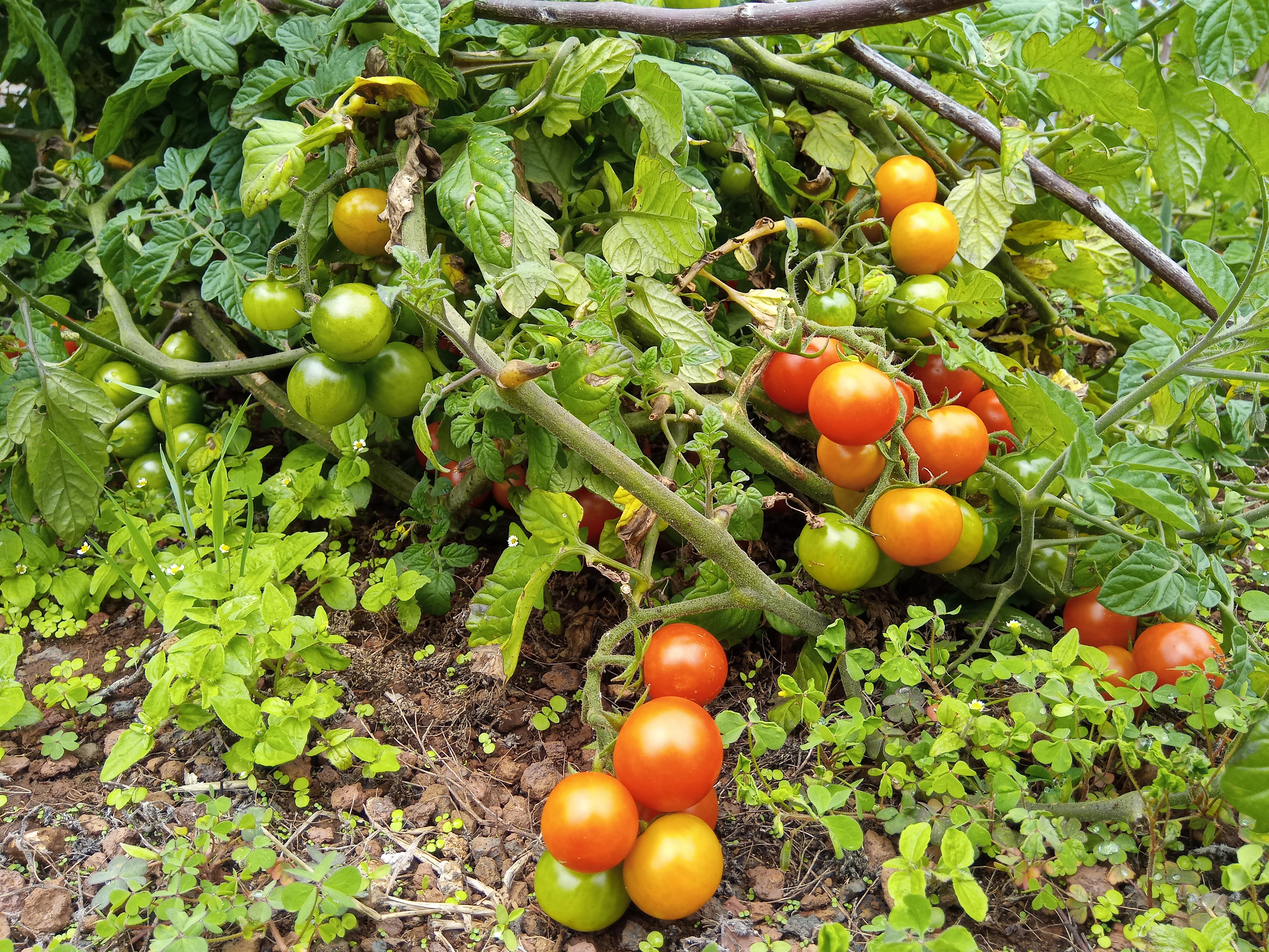 Vegetable Gardening 101 – Growing Vegetables Guide for Beginners