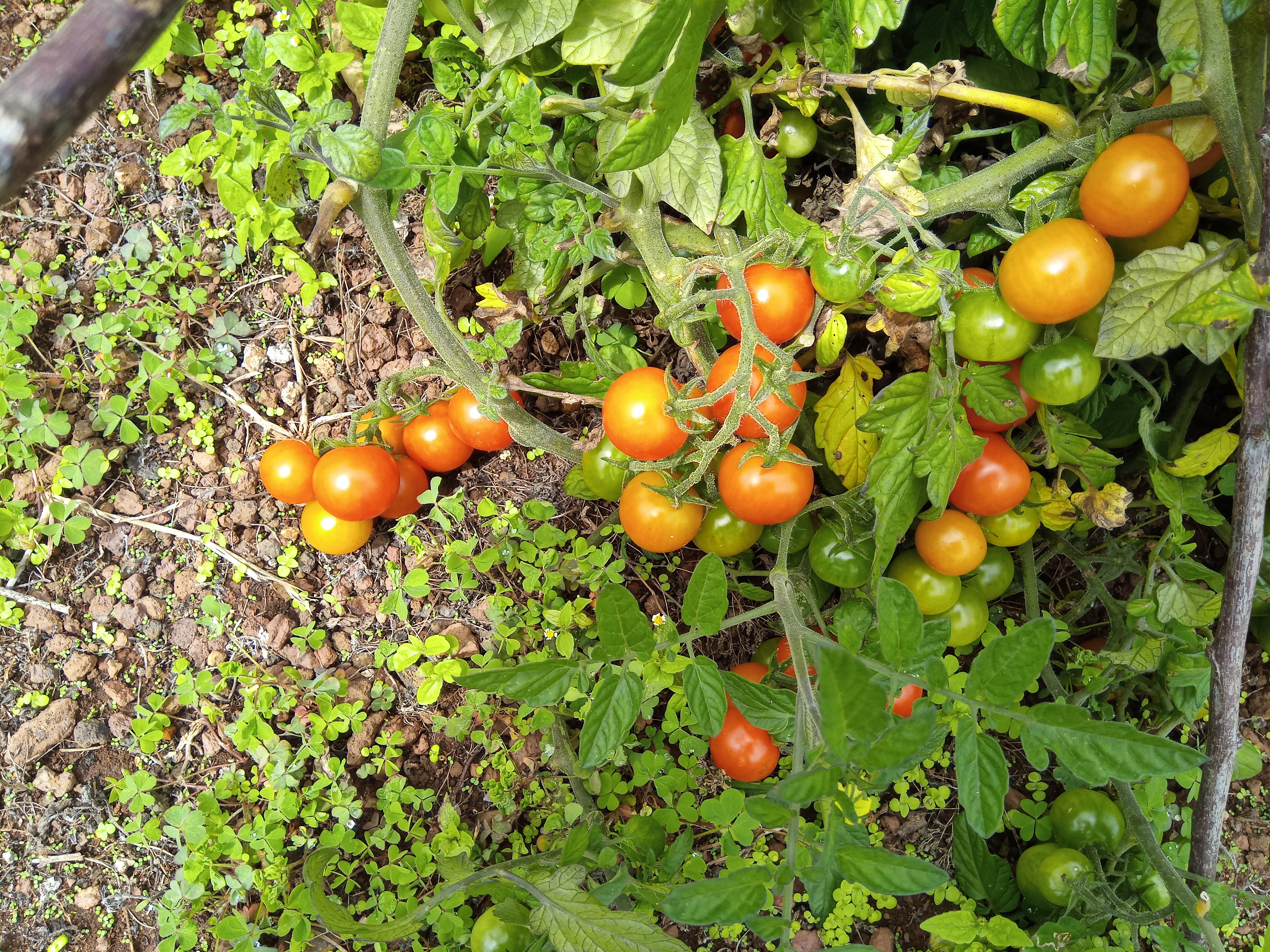 Tomatoes thrive in direct sunlight