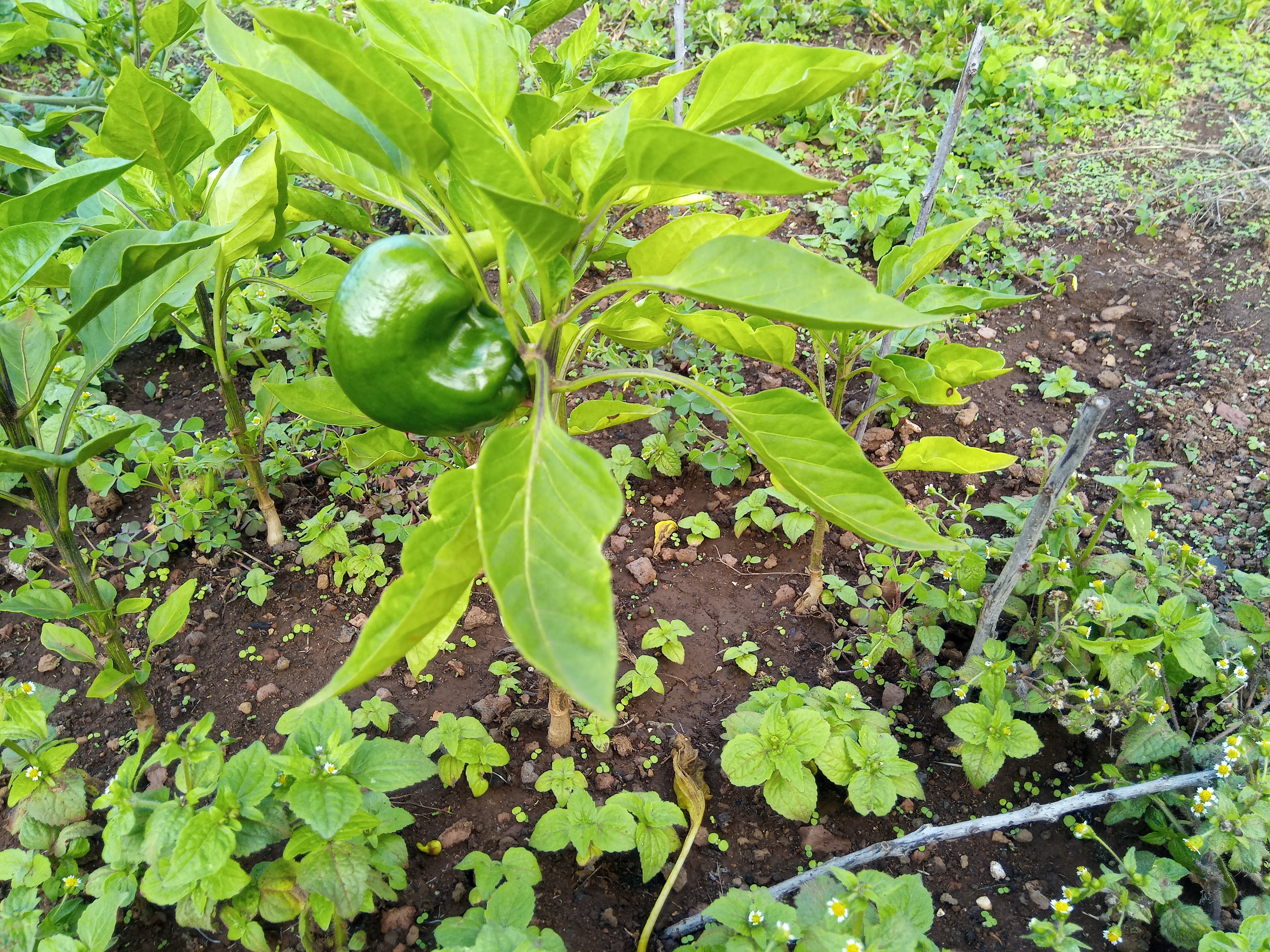 Bell peppers are super easy vegetables to grow 