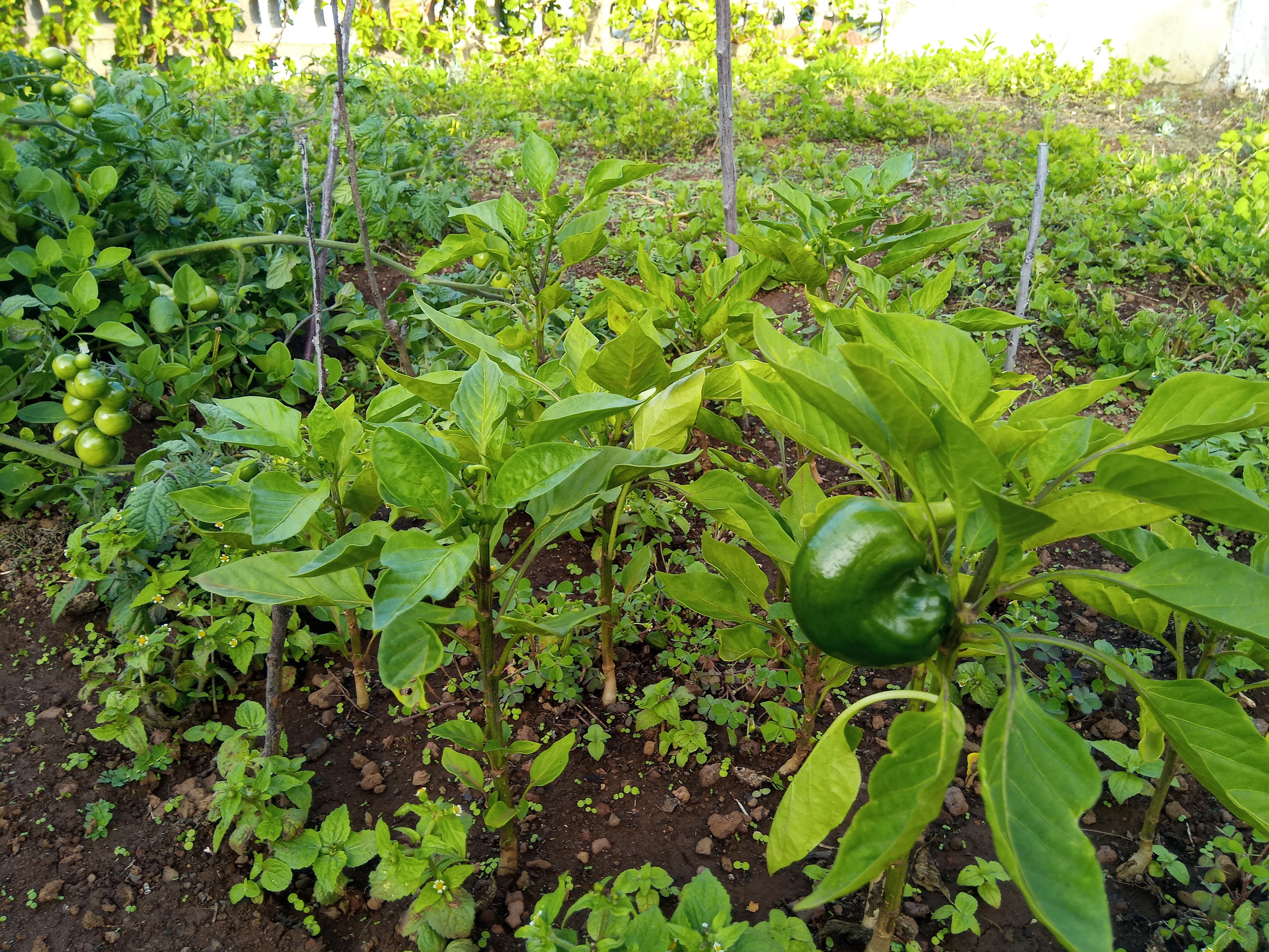 Bell pepper growing