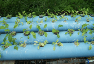 Hydroponics for beginners