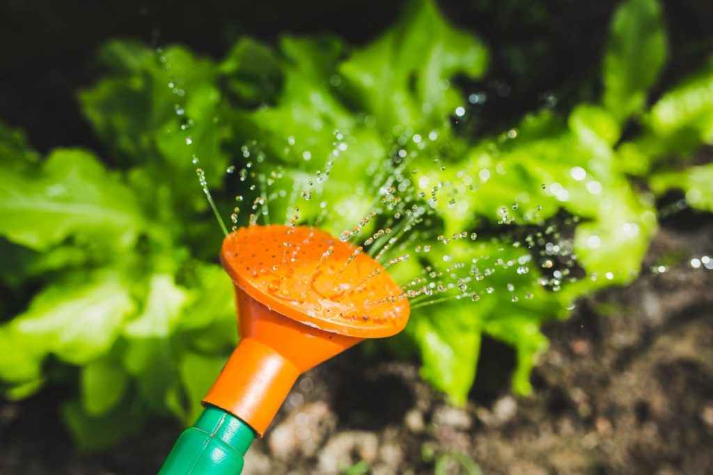 watering plants basics