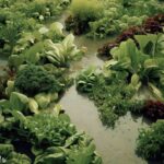 Waterlogged Soil – Causes, problems and solutions